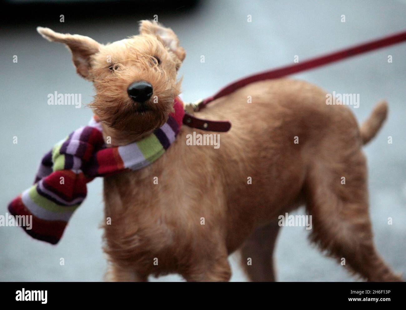 A young dog is wind swept by the strong winds in London this morning, January 18, 2007. Stock Photo