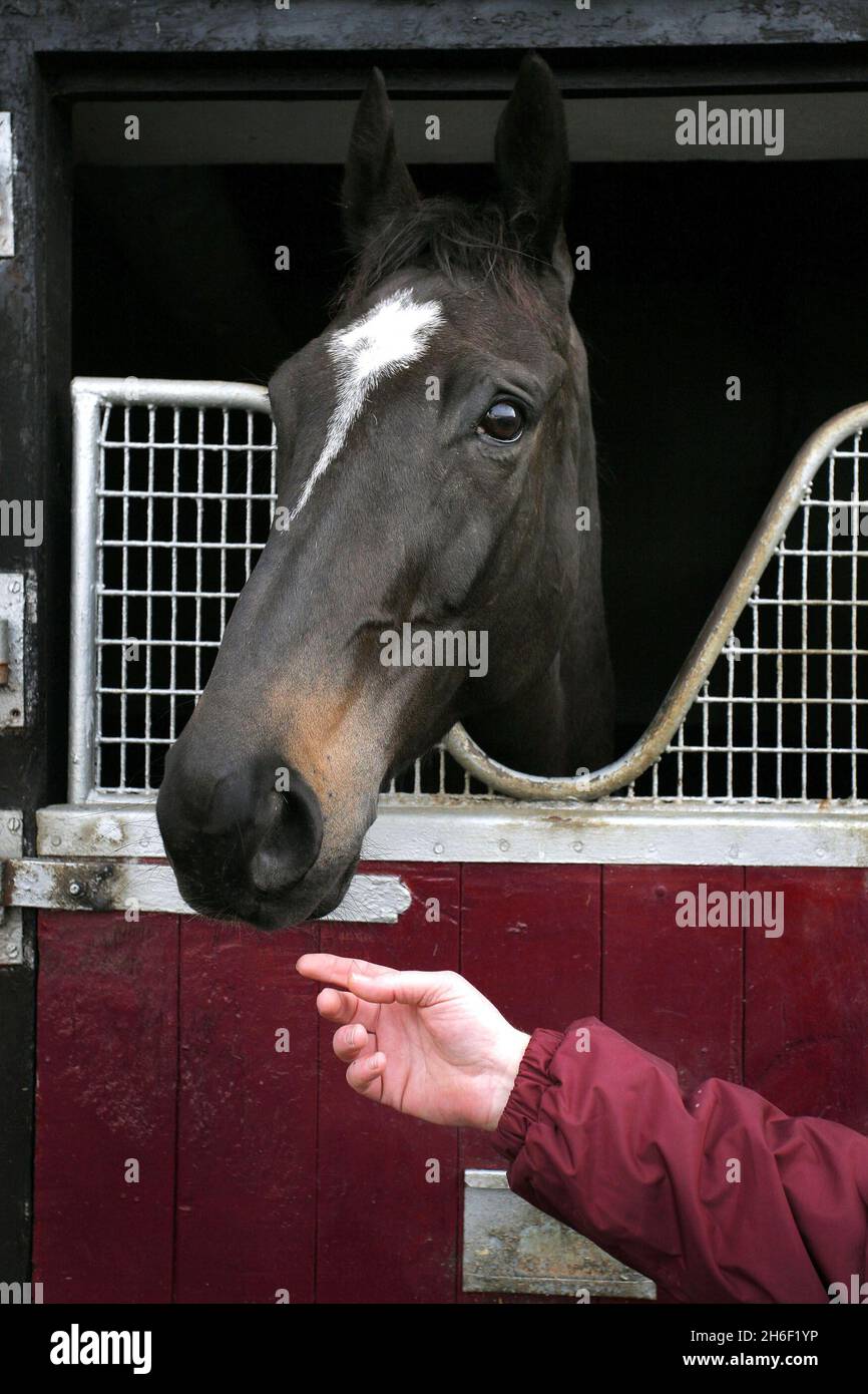 The Mouse Morris trained 2006 totesport Cheltenham Gold Cup winner War Of Attrition photographed ten days ago with a stable lad, at his home in Fethard Co Tipperary, Ireland. Stock Photo