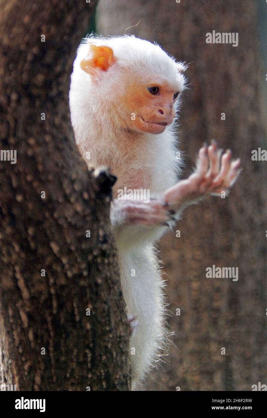 London Zoo has opened the Clore Rainforest Outlook. The Â£2.1m redevelopment of the former Clore Duffield Small Mammals House has become home to groups of tiny monkeys, sloths and birds. Visitors can come face to face with their favourite animal inside the enclosure. May 24, 2007. Stock Photo