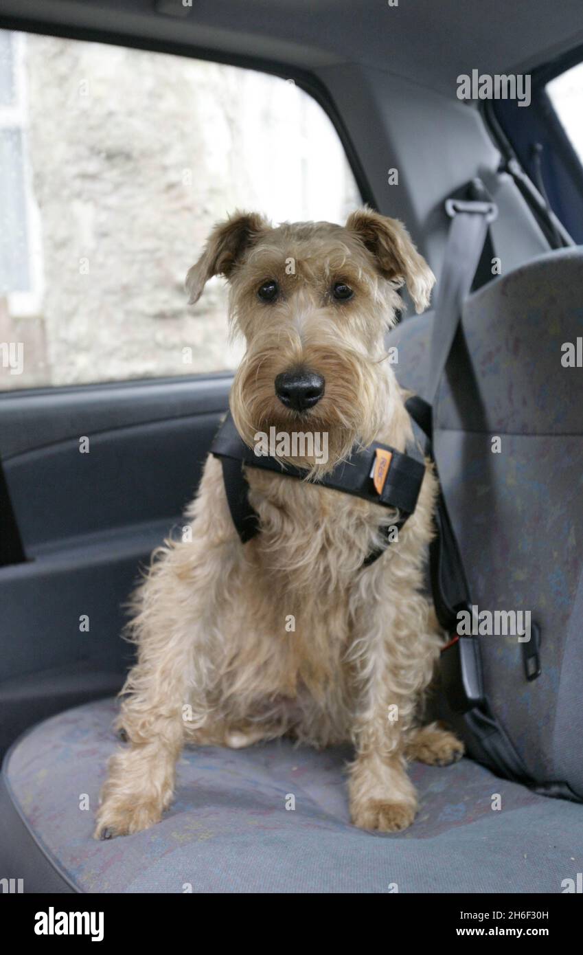 A dog wearing a RAC seatbelt harness. Specially-designed seatbelts should  be used to strap-in pets during car journeys to stop them becoming lethal  objects in a crash, it has been warned. Animal