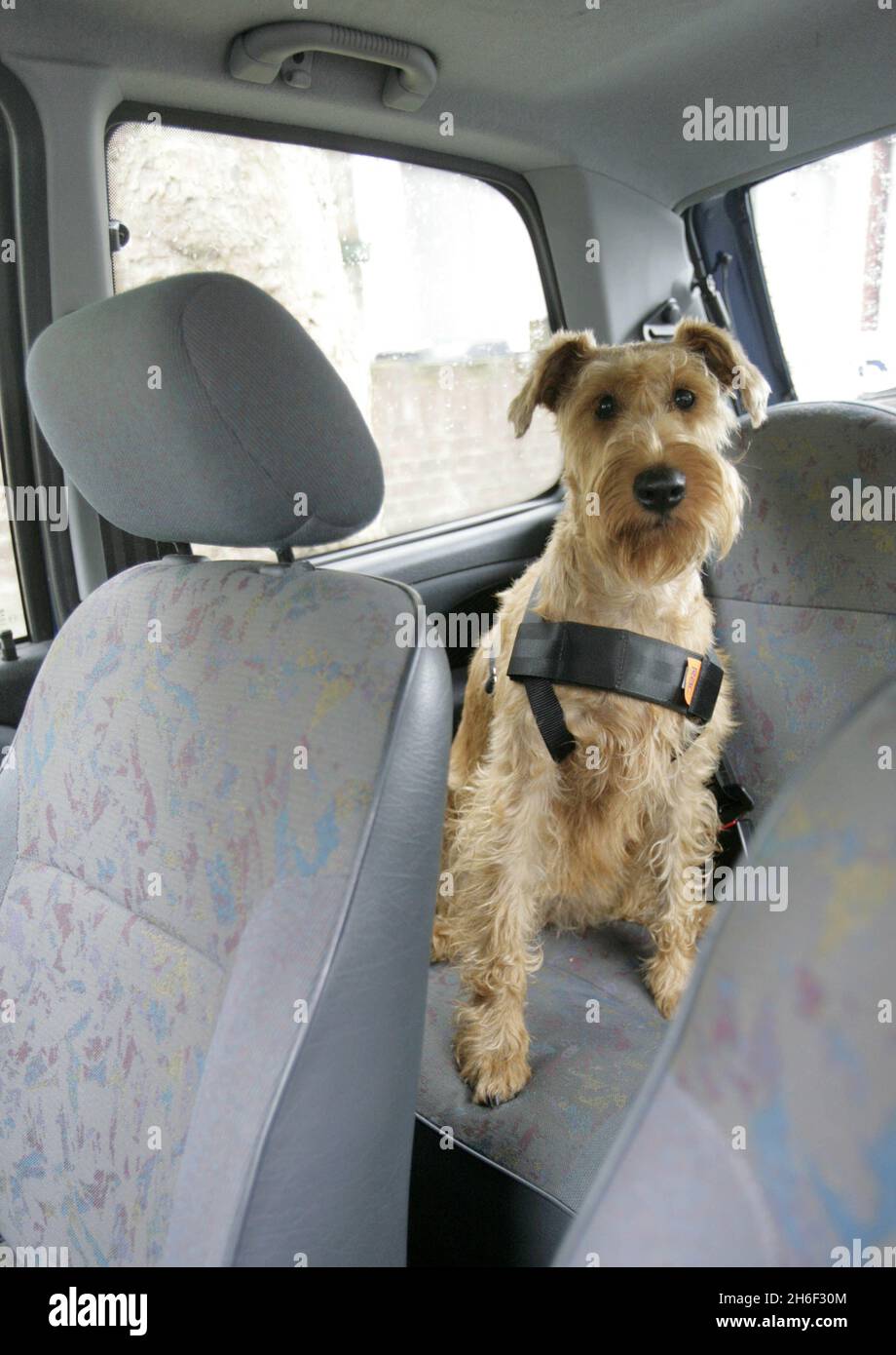 A dog wearing a RAC seatbelt harness. Specially-designed seatbelts should be used to strap-in pets during car journeys to stop them becoming lethal objects in a crash, it has been warned. Animal welfare charity PDSA says that an animal could injure itself or its owner in a smash that might otherwise have left the vehicle's occupants unhurt. Large dogs can belt up with a safety harness that fits around the animal's chest, back and shoulders and which is then clipped into an ordinary seat belt Stock Photo
