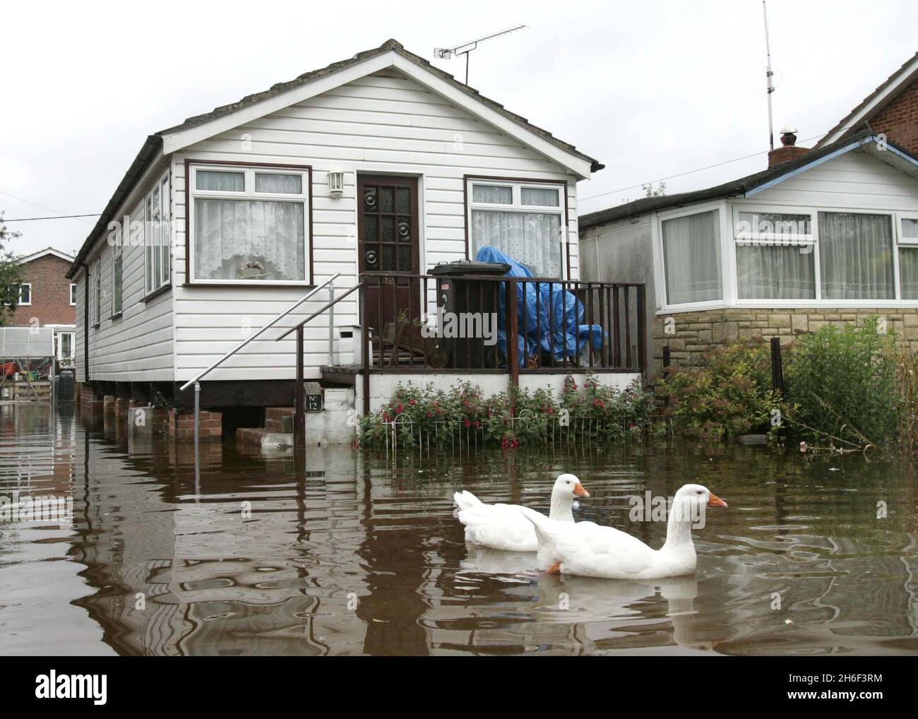 Geese take advantage of the floods at Purley On The Thames in England. Stock Photo
