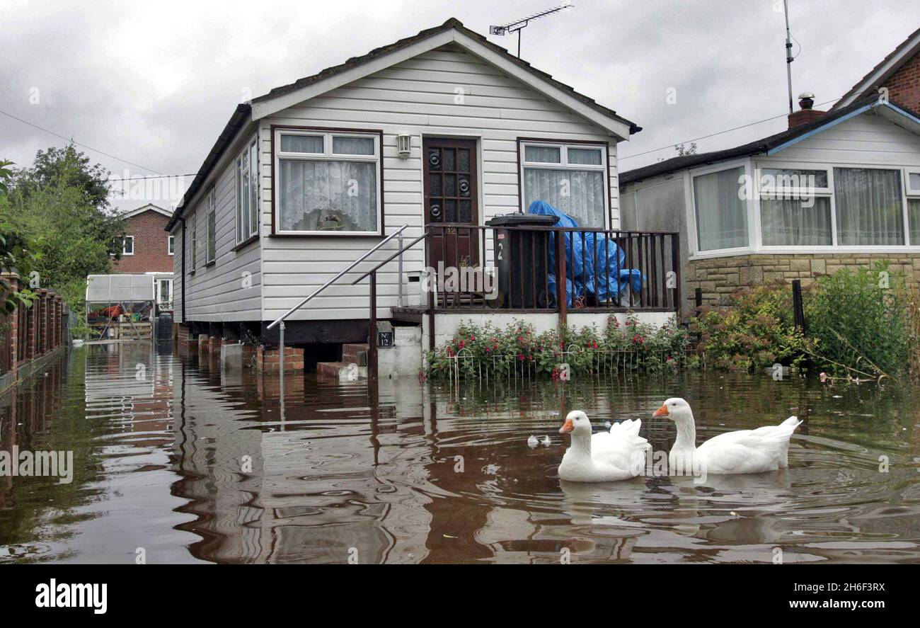 Geese take advantage of the floods at Purley On The Thames in England. Stock Photo
