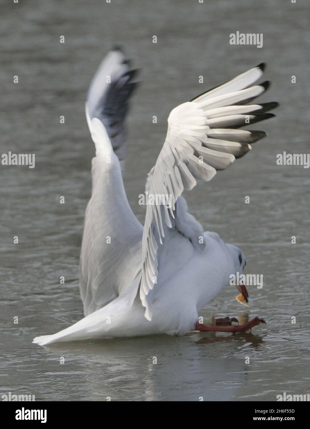 a-seagull-skates-on-the-ice-on-the-frozen-jubilee-pond-in-forest-gate-london-2H6F55D.jpg