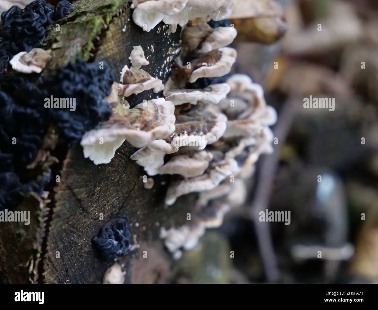Mushrooms growing on Wood Stock Photo - Alamy