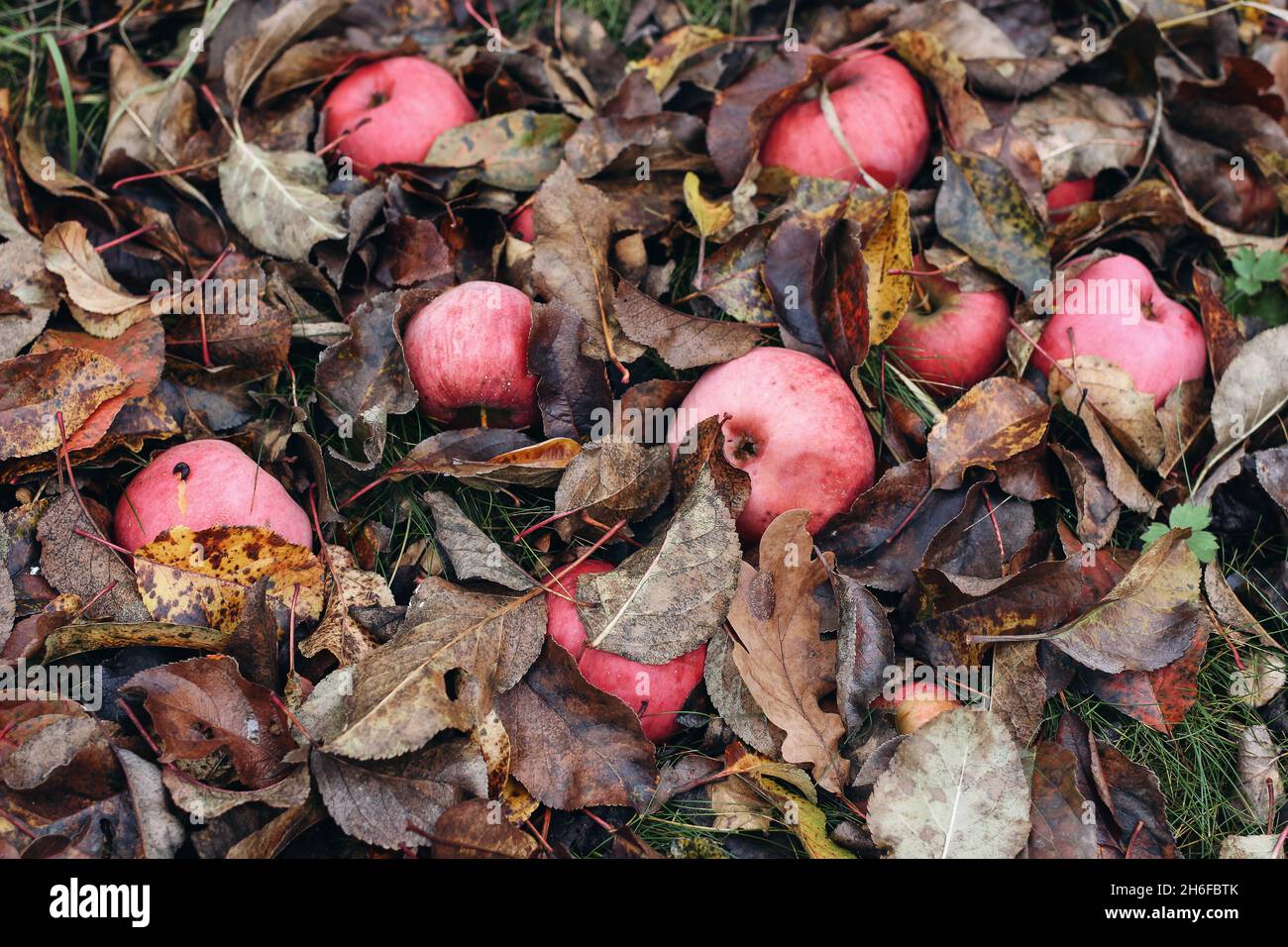 Fallen red and pink apples and dry leaves lying on ground in orchard. Autumn gardening, harvest concept. Rottened fruit with little black slug. Fall Stock Photo