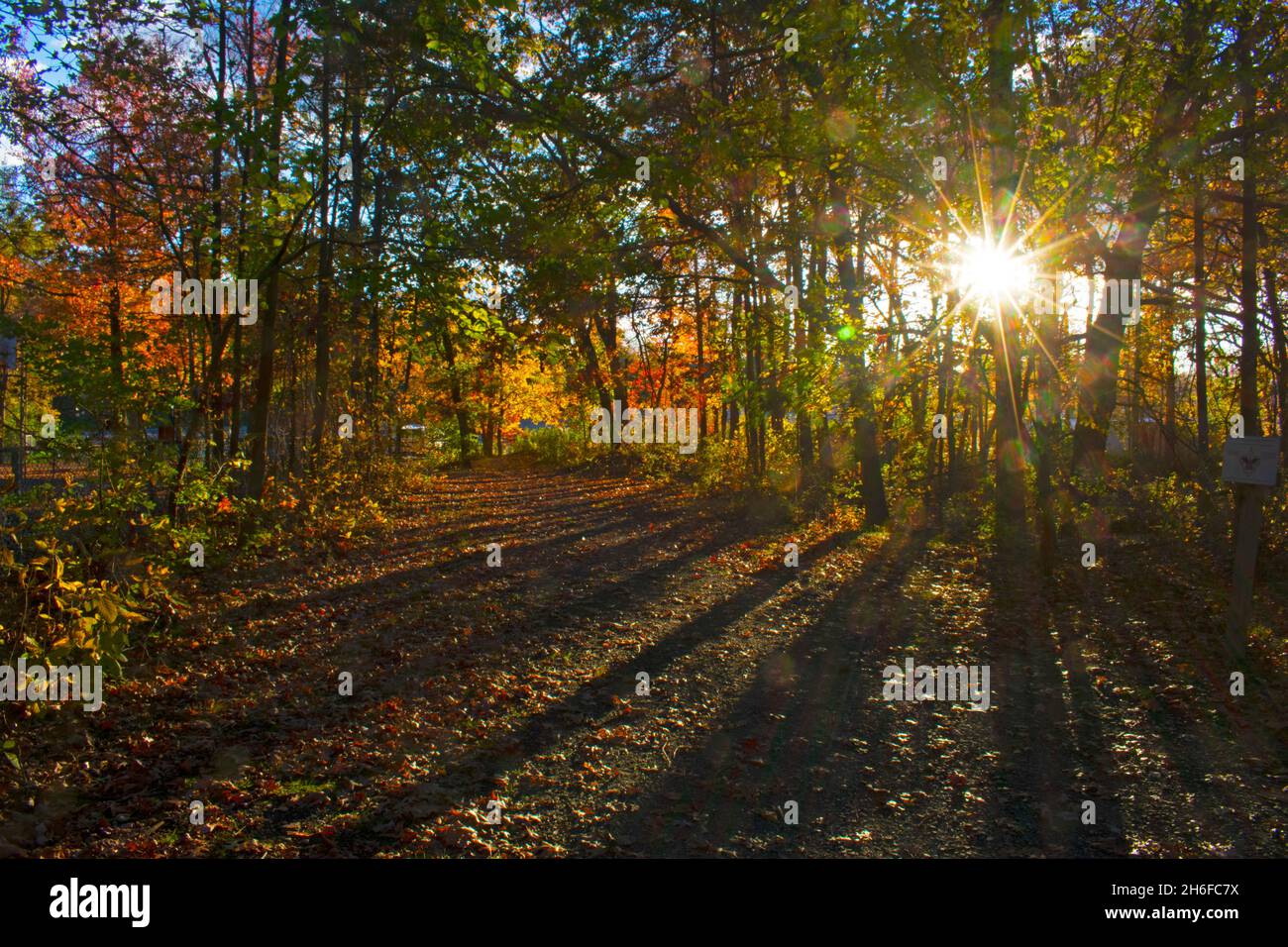 Black silhouettes leaves trees hi-res stock photography and images - Alamy