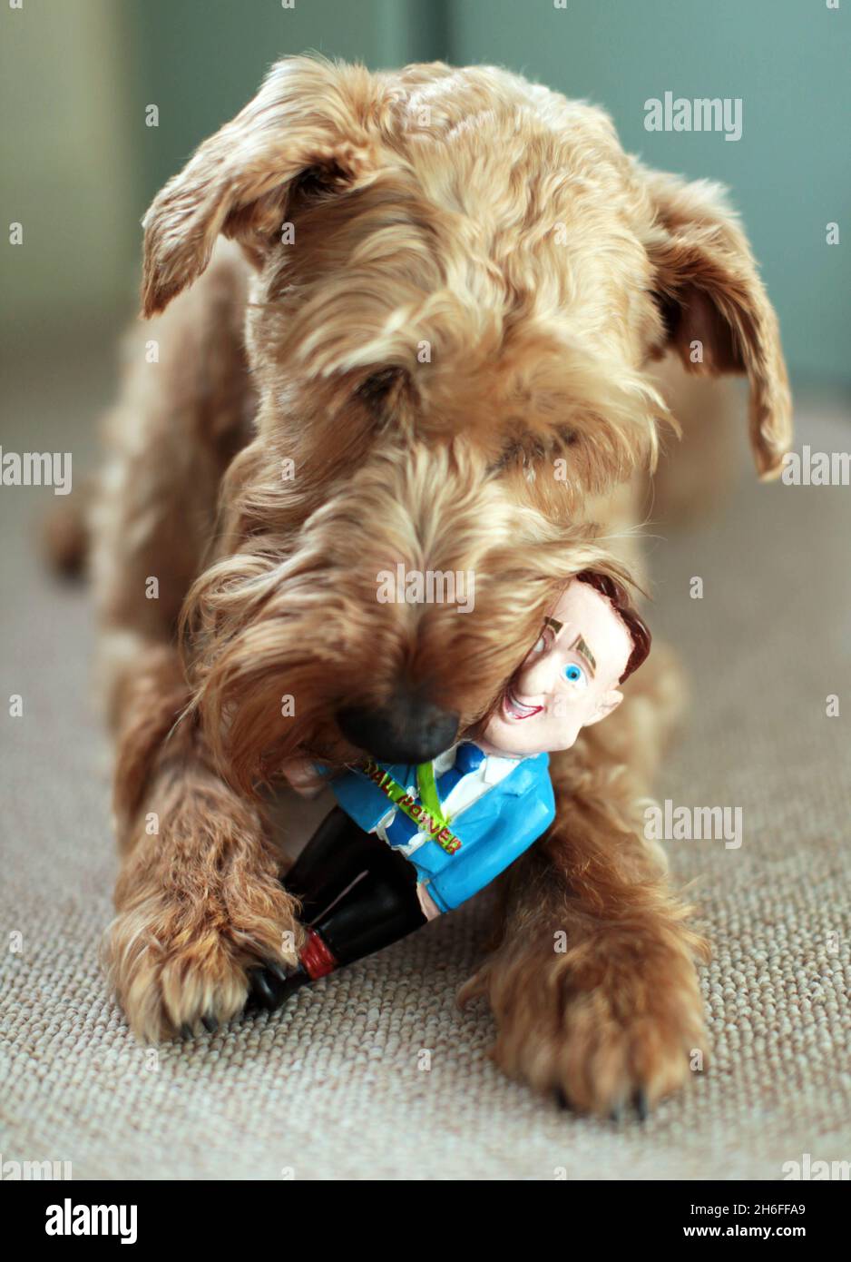 Political dog cheap toys