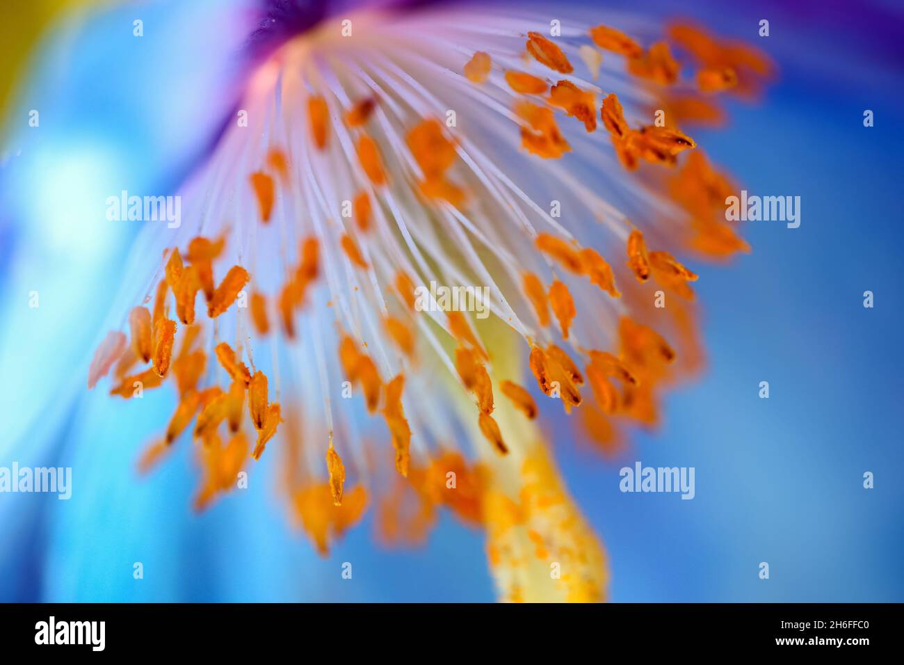 Blue meconopsis seed hi-res stock photography and images - Alamy