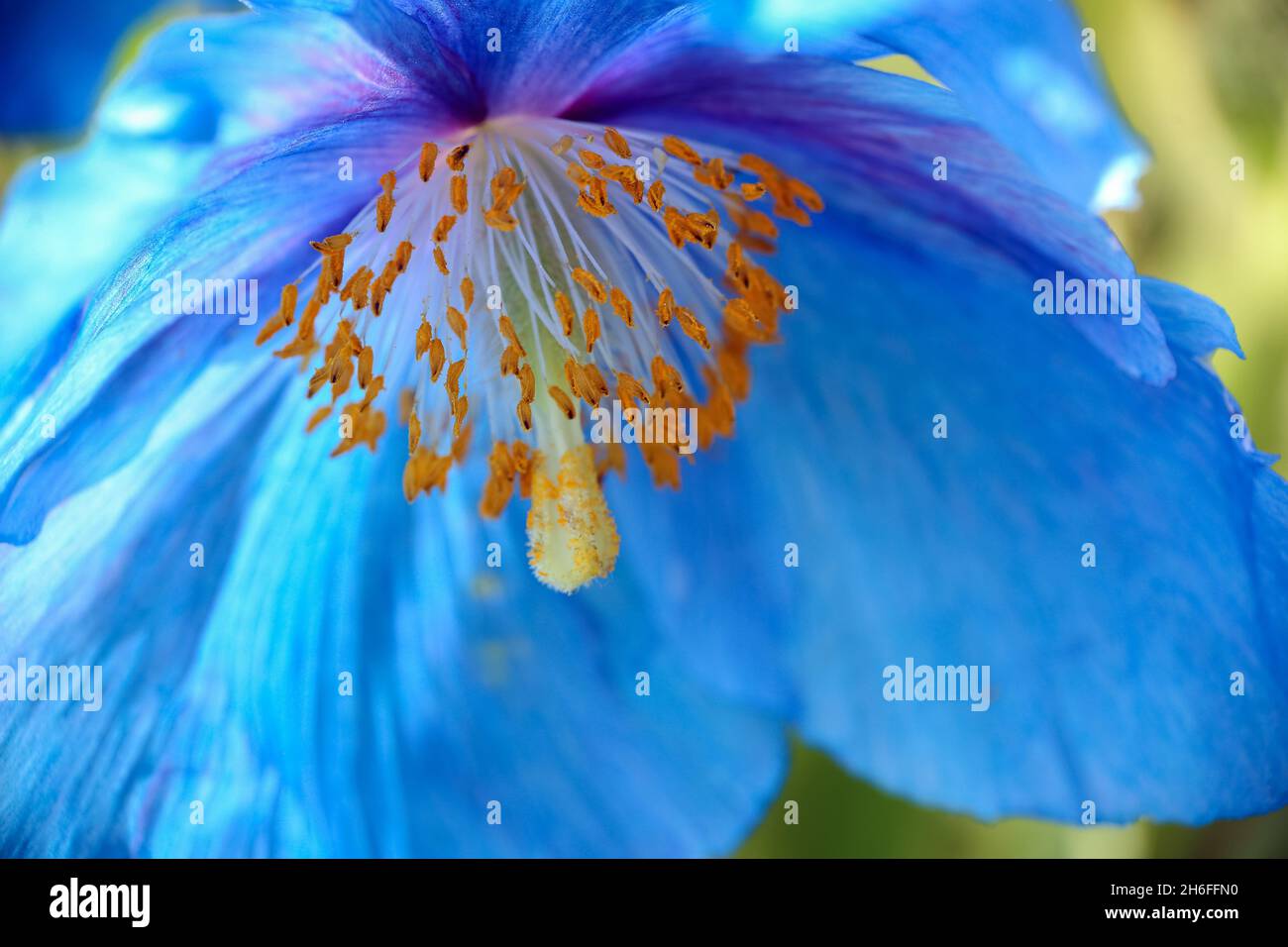 Blue meconopsis seed hi-res stock photography and images - Alamy