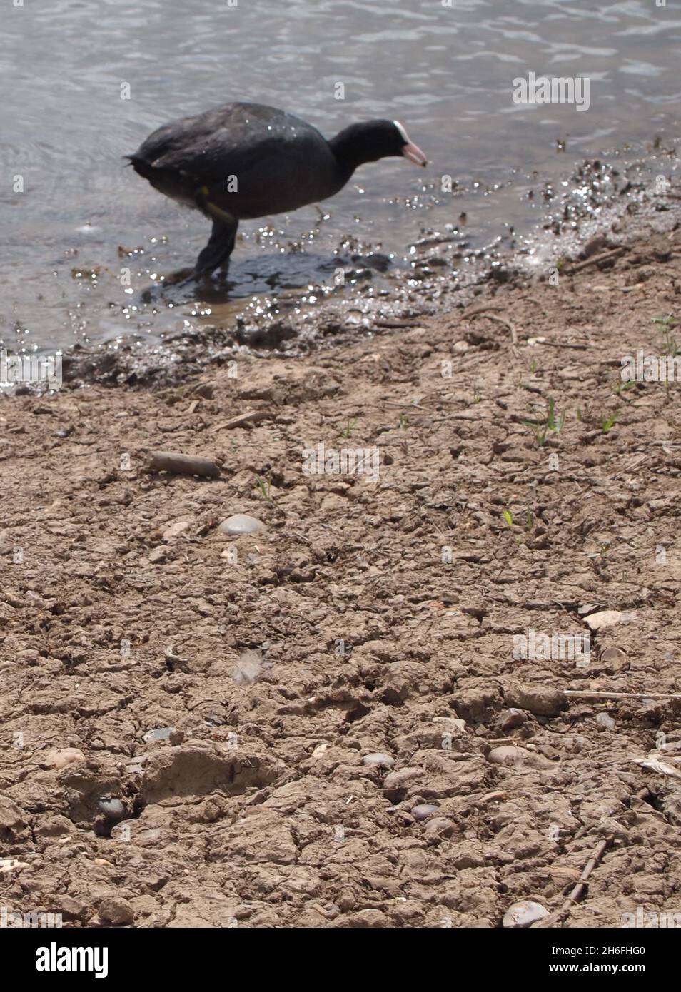 Birds bathe in the water as parts of Jubilee pond in London are drying