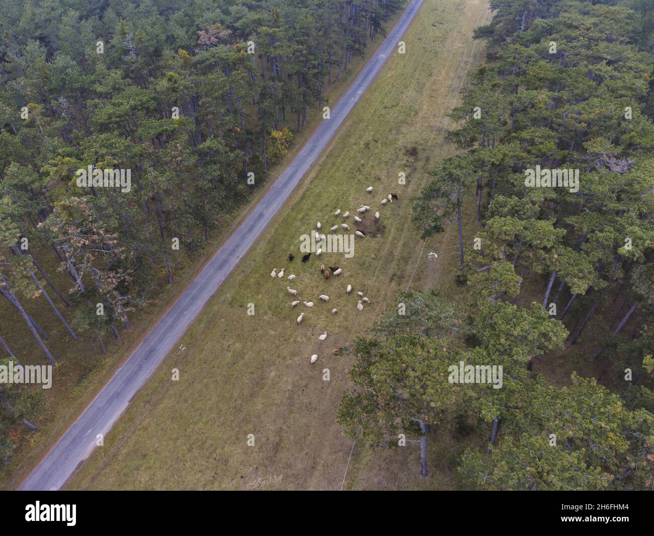 aerial view of a flock of sheep grazing peacefuly Stock Photo - Alamy