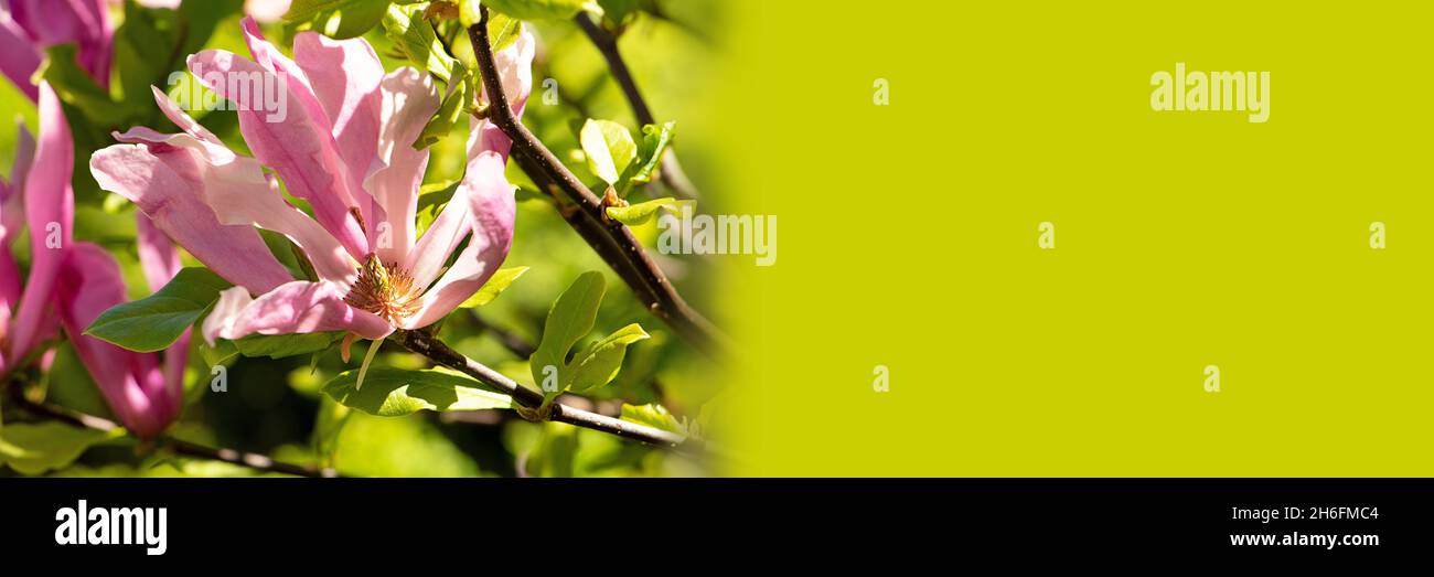 Closeup photography of the beatiful pink magnolia,bathing in sunlights.Springtime concept.Floral background with copy space,large banner. Stock Photo