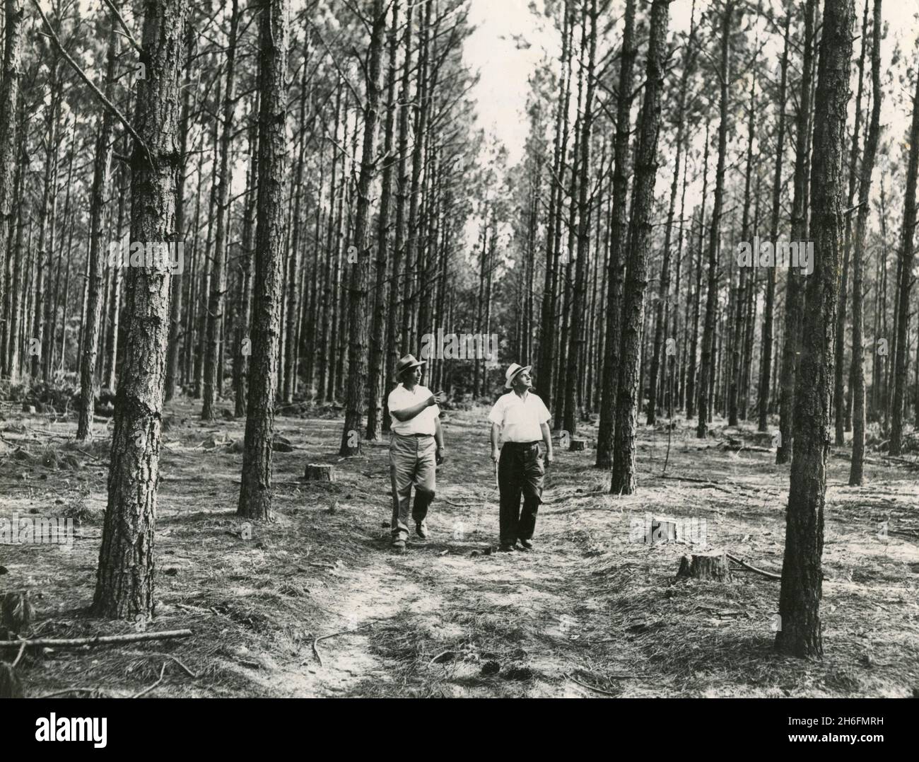 Plantation forest showing timber harvesting and thinning practices, Georgia USA 1957 Stock Photo
