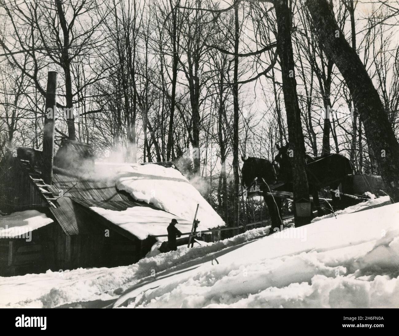 Sugar house to produce maple tree syrup, Vermont, USA 1956 Stock Photo
