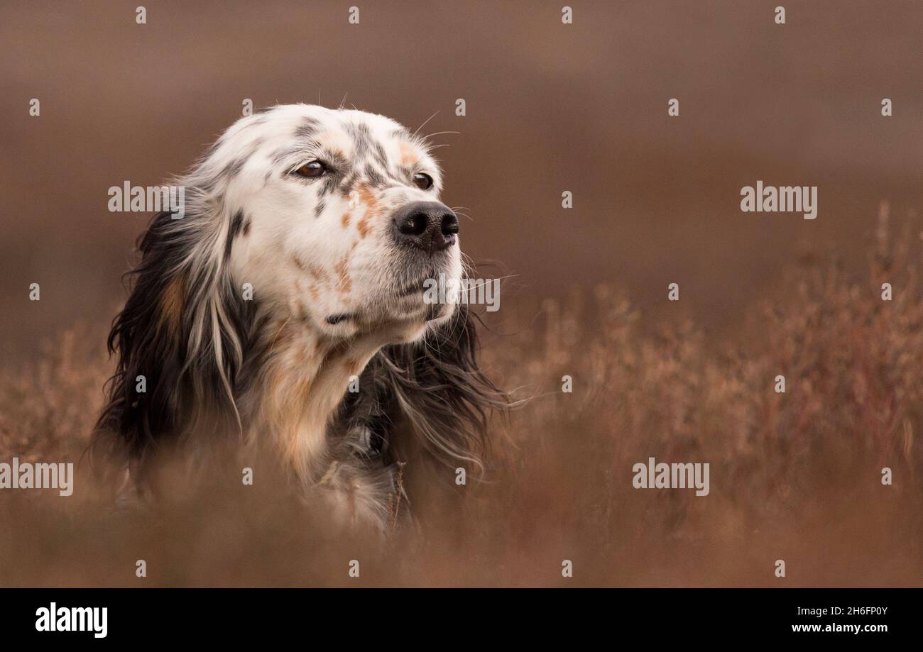 Hunting Gundog, Working English Setter female portrait on a grouse moor