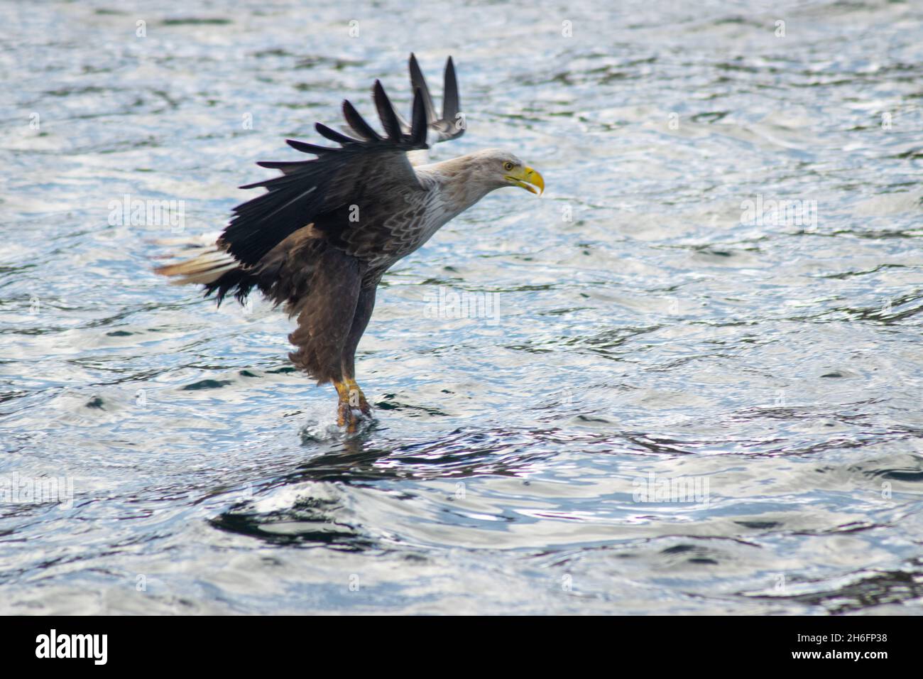 A white tailed sea eagle hunting in a Sea Loch in Mull, on the West Coast of Scotland. This is an action shot of it catching a fish. Stock Photo