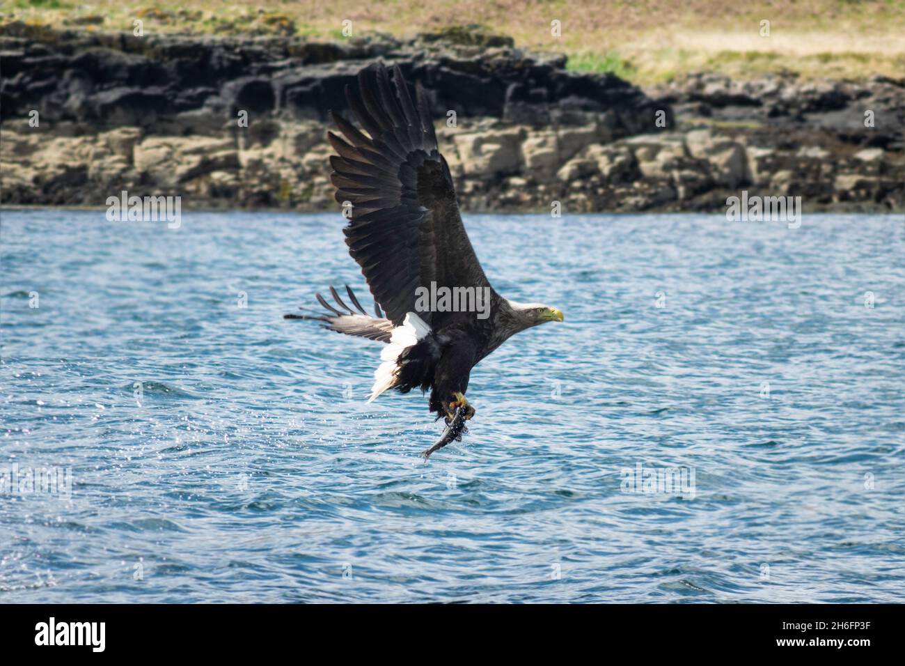 A white-tailed sea eagle hunting in a sea loch on the West Coast of Scotland. Stock Photo