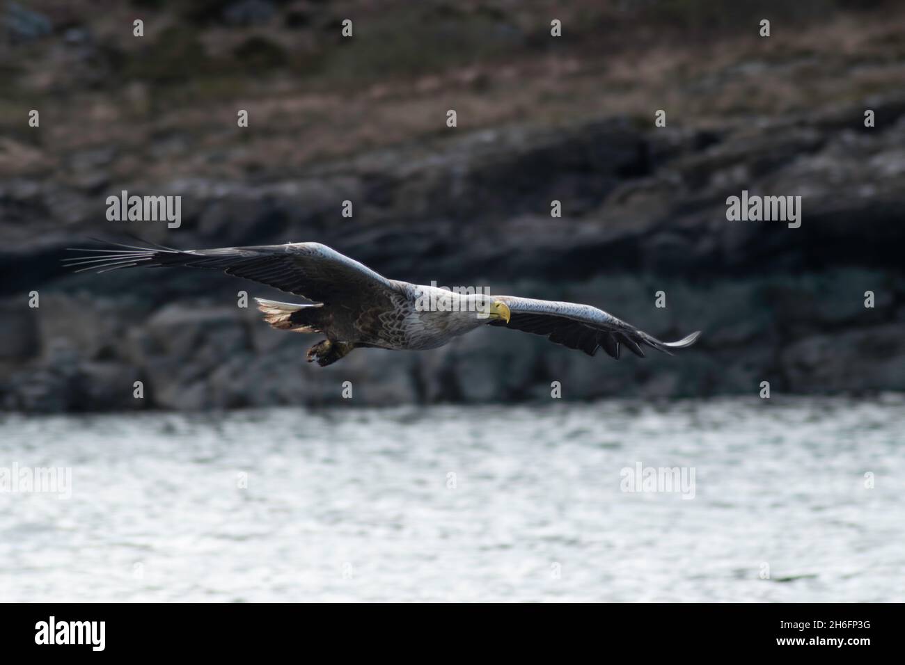 A white tailed sea eagle flying and hunting in the West Coast of Scotland Stock Photo