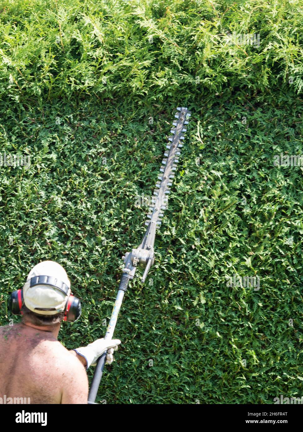 A gardener is cutting a thuja hedge with an electric hedge trimmer. Bare-chested gardener of caucasian ethnicityand is wearing work gloves and hearing Stock Photo