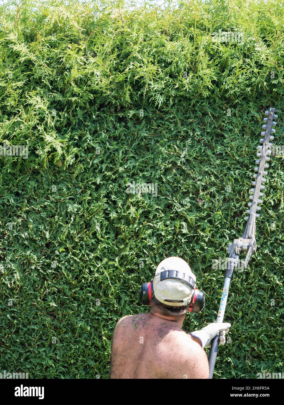 A gardener is cutting a thuja hedge with an electric hedge trimmer. Bare-chested gardener of caucasian ethnicityand is wearing work gloves and hearing Stock Photo