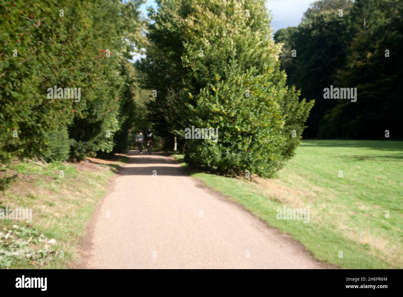 Path between trees at Studley Royal Water Gardens, Studley Royal Park, Fountains Abbey, Aldfield, near Ripon, North Yorkshire, England Stock Photo