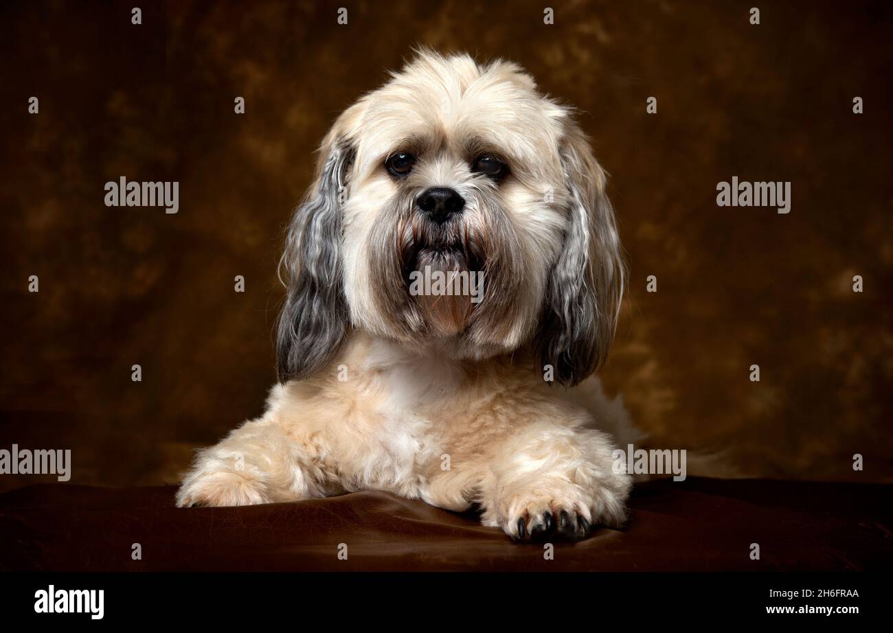 Lhasa Apso male dog portrait on a brown background UK Stock Photo Alamy