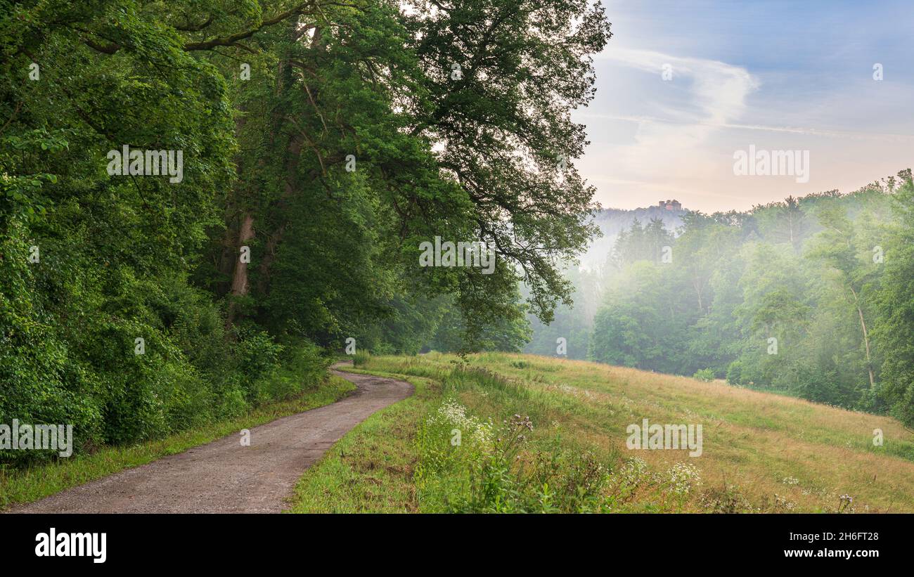 Mist in the woods on a summer morning in the Black Forest Stock Photo