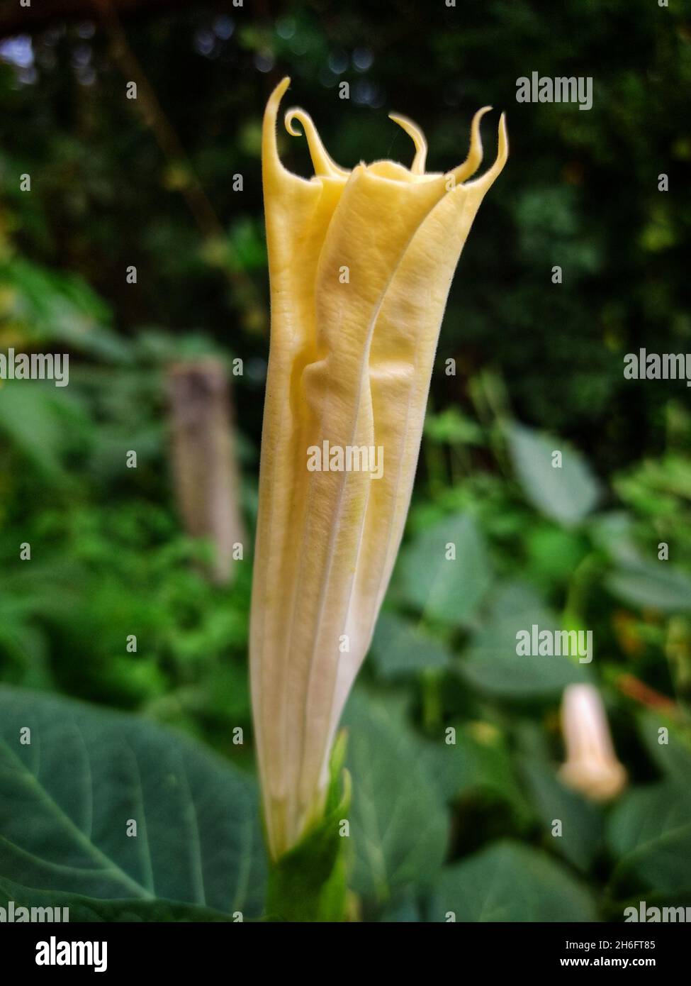 Shallow focus of a yellow trumpet flower with green trees blurred in the background Stock Photo