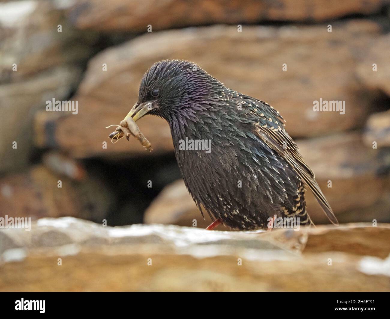 European or Common Starling (Sturnus vulgaris) with beak full of leatherjacket insect larvae to feed to its chicks on Mainland, Orkney, Scotland, UK Stock Photo