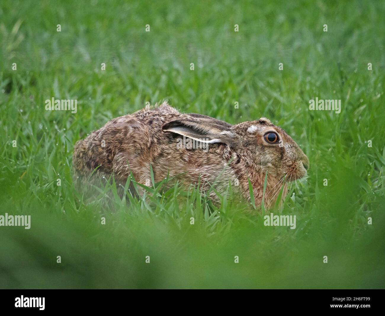 Brown Hare (Lepus europaeus) at close quarters lying low with ears down in meadow  grass in hope of avoiding detection -Mainland, Orkney, Scotland, UK Stock Photo