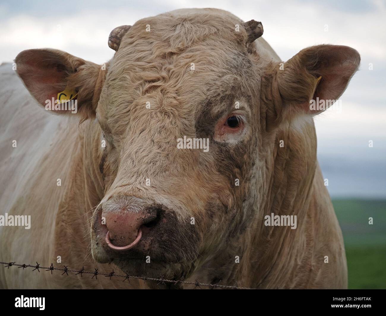 Bull with ring in nose hi-res stock photography and images - Alamy