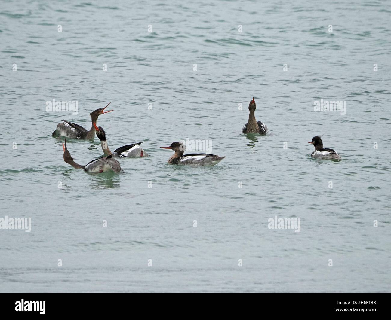 floating flock of 6 Red-breasted Mergansers (Mergus serrator) displaying with raised serrated bills at sea off Mainland, Orkney, Scotland, UK Stock Photo