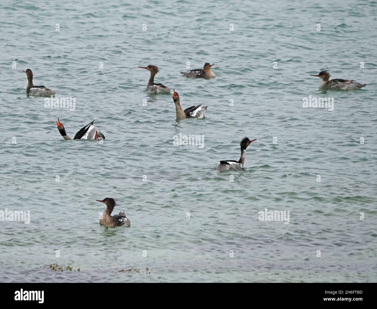 floating flock of 8 Red-breasted Mergansers (Mergus serrator) displaying with raised serrated bills at sea off Mainland, Orkney, Scotland, UK Stock Photo