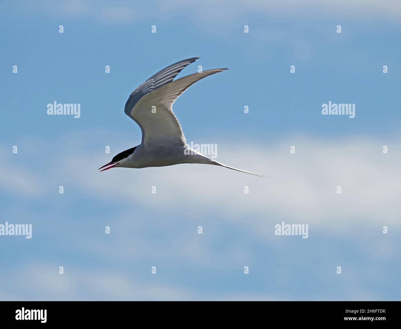 Arctic tern (Sterna paradisaea) - a long distance migrant & Summer visitor to UK - in flight against blue sky with cloud in Mainland, Orkney, Scotland Stock Photo