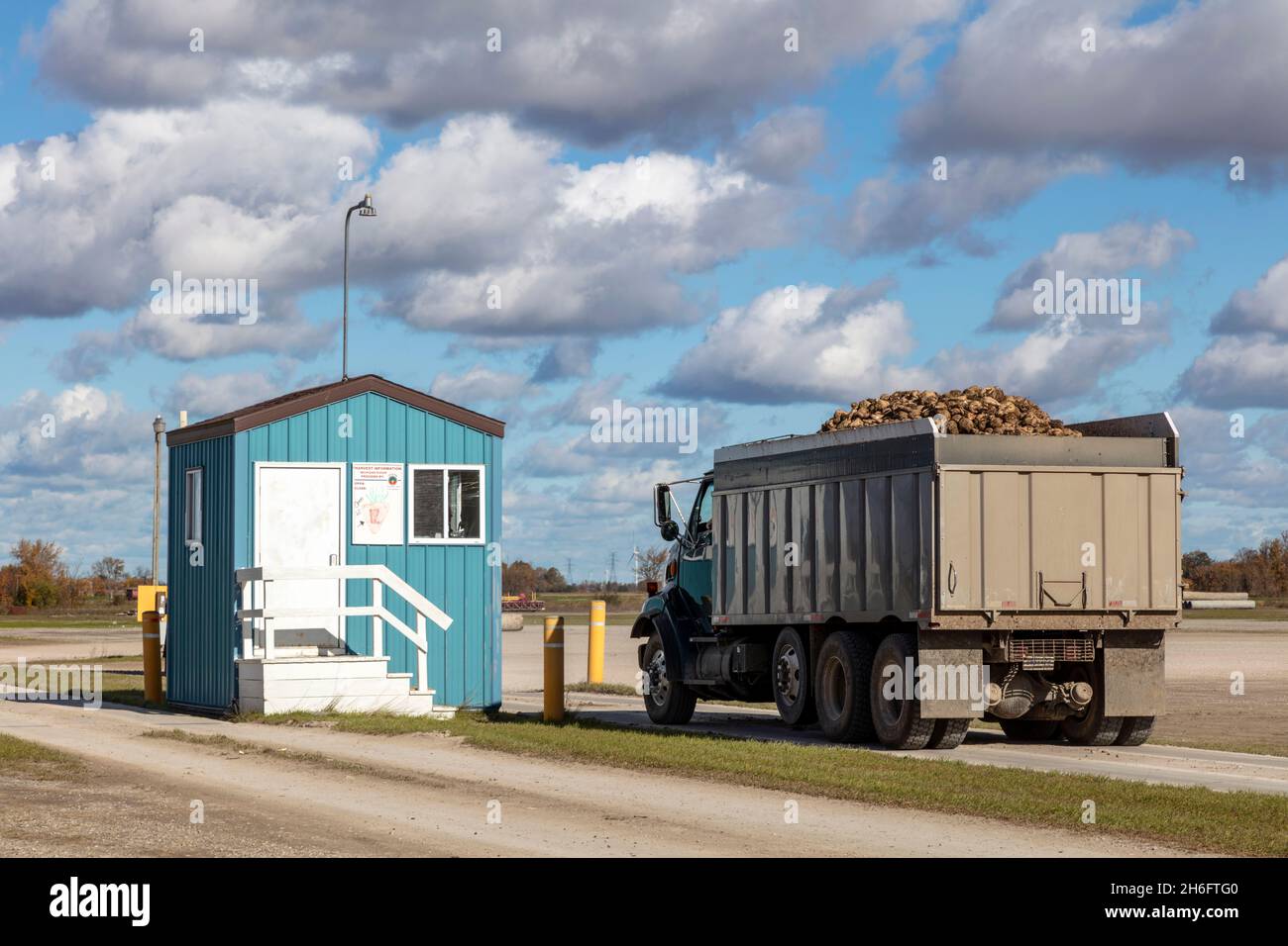 Trucks delivering harvested Sugar beets to collection center, Autumn, Saginaw County, MI USA, by James D Coppinger/Dembinsky Photo Assoc Stock Photo