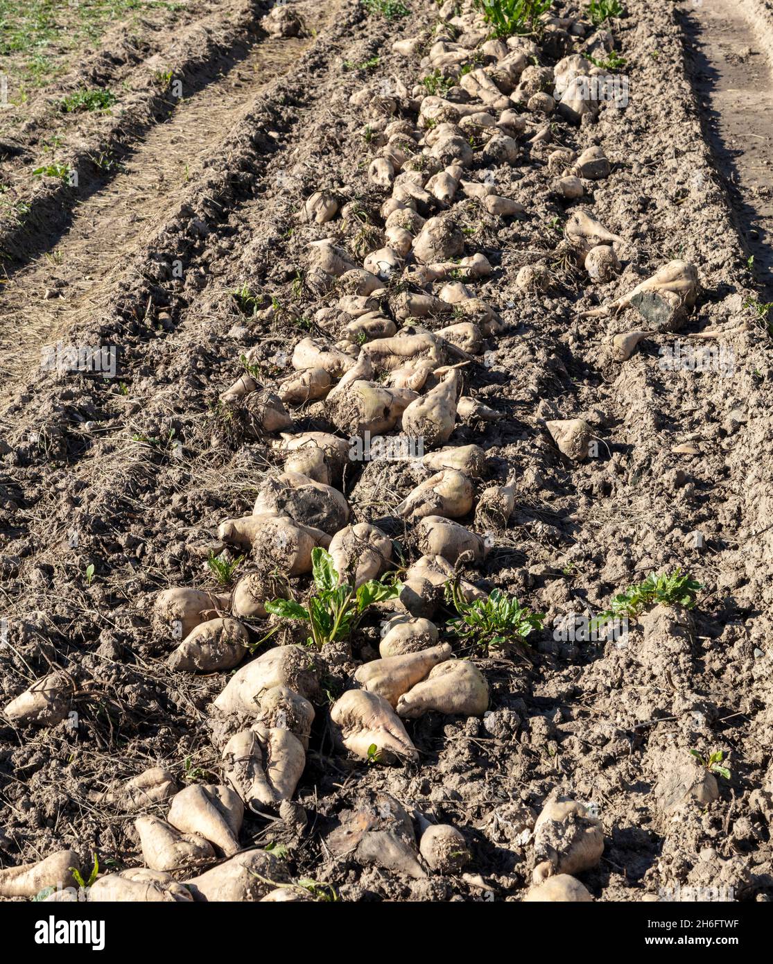 Mature sugar beets hires stock photography and images Alamy