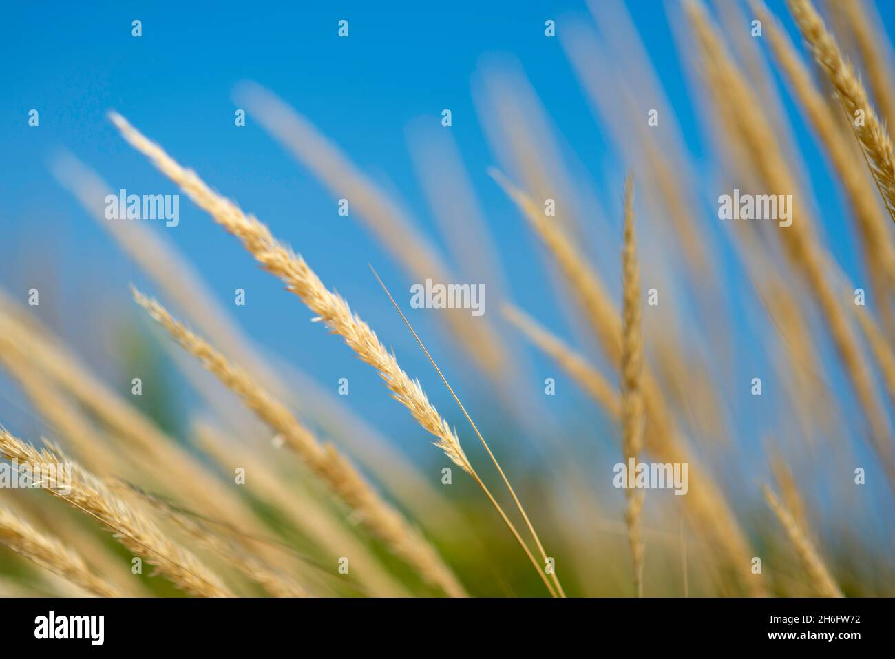 Gentle winds breeze through the grass on the dunes at Alberoni beach, Lido Venice, Italy Stock Photo