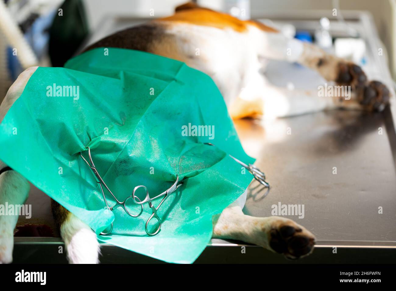 picture-of-a-dog-castration-by-a-veterinary-surgeon-stock-photo-alamy