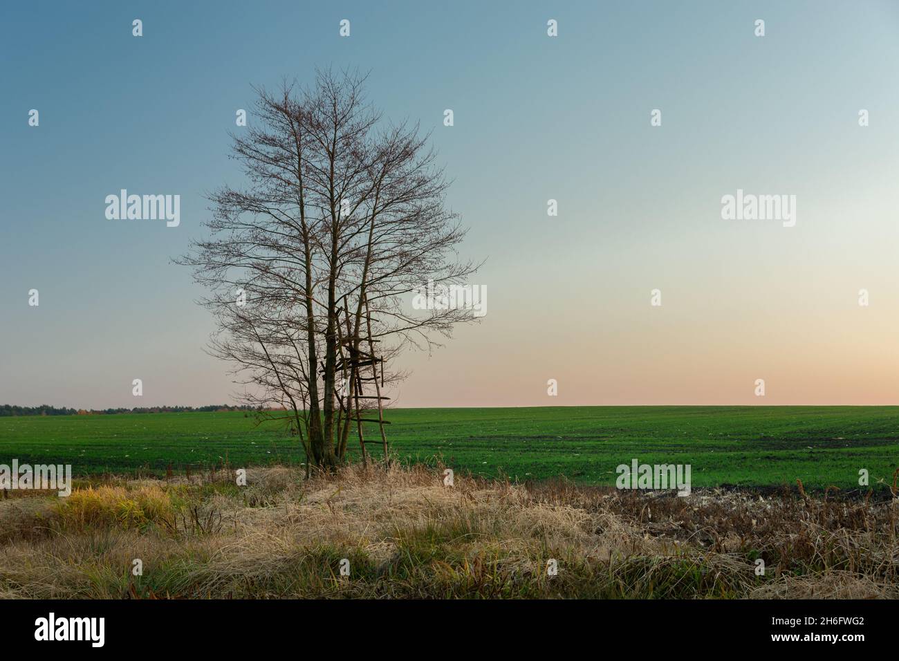 A ladder by a tree without leaves, October evening Stock Photo