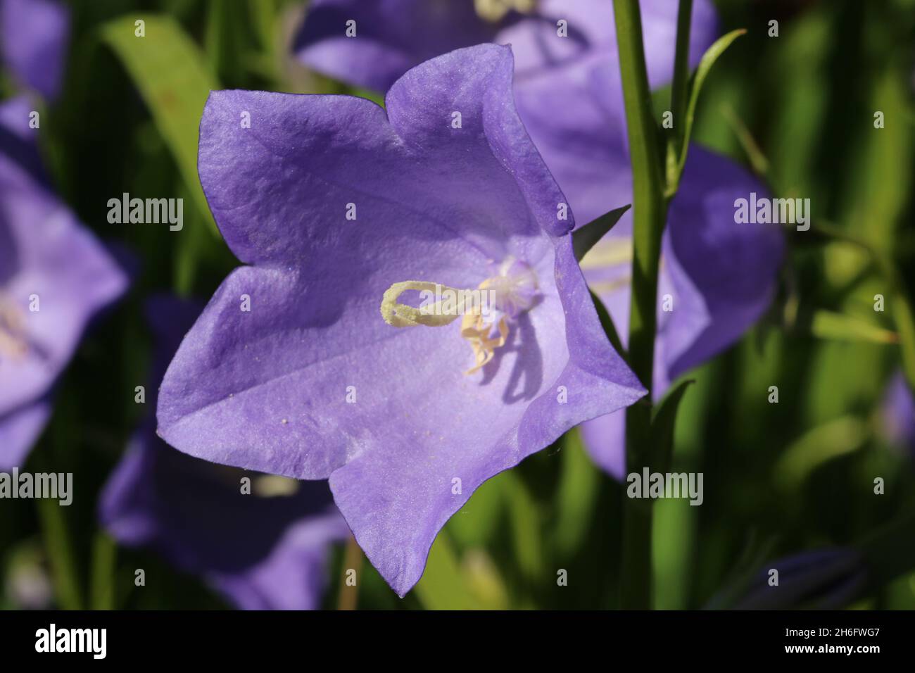 Blue canterbury bell, Campanula medium of unknown variety, flowers in close up with a blurred background of leaves and flowers. Stock Photo