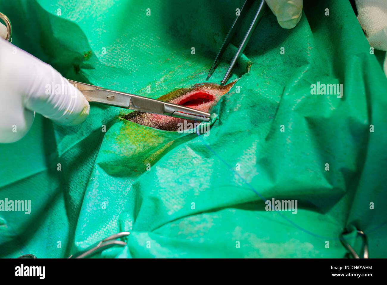 Picture of a dog castration by a veterinary surgeon Stock Photo Alamy
