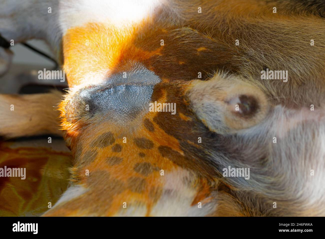 Picture of a dog castration by a veterinary surgeon Stock Photo Alamy