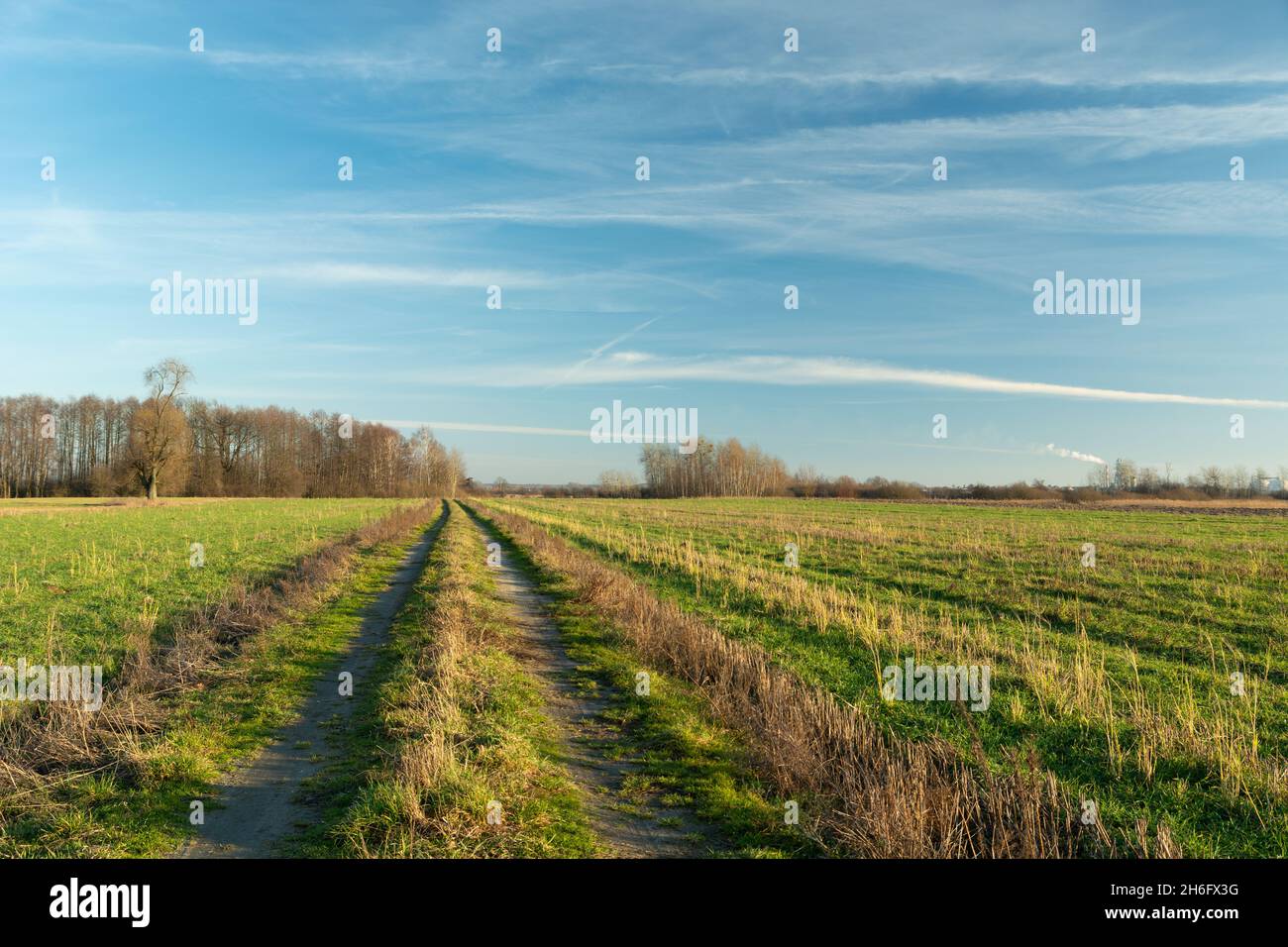 A dirt road through farmland and a clear sky, Nowiny, Poland Stock Photo