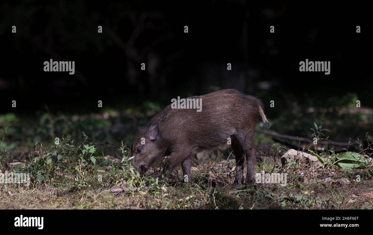 junges Wildschwein mit bräunliches Jugendfell am Waldrand Stock Photo