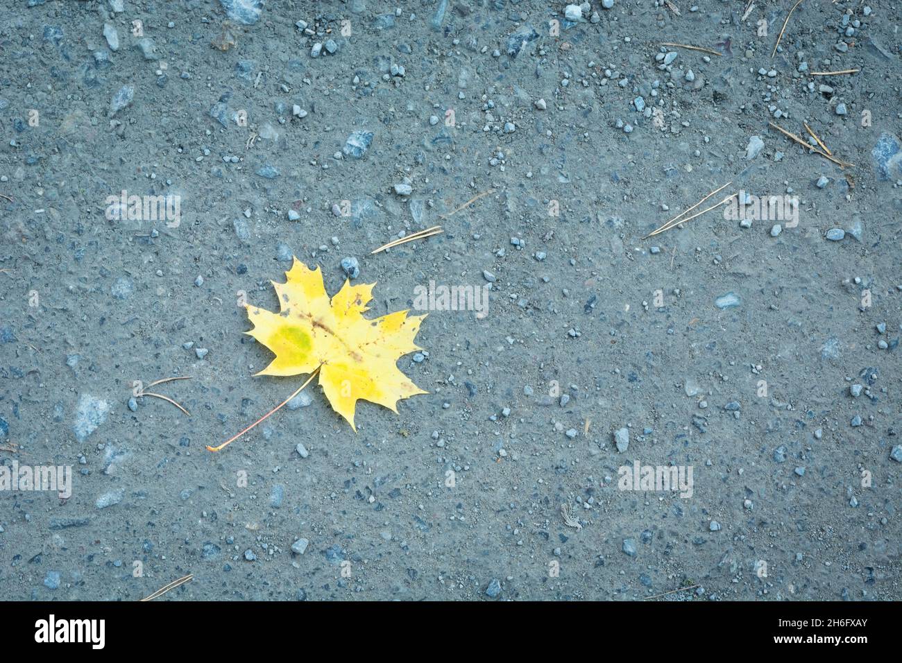 Yellow single maple leaf lying on the ground Stock Photo