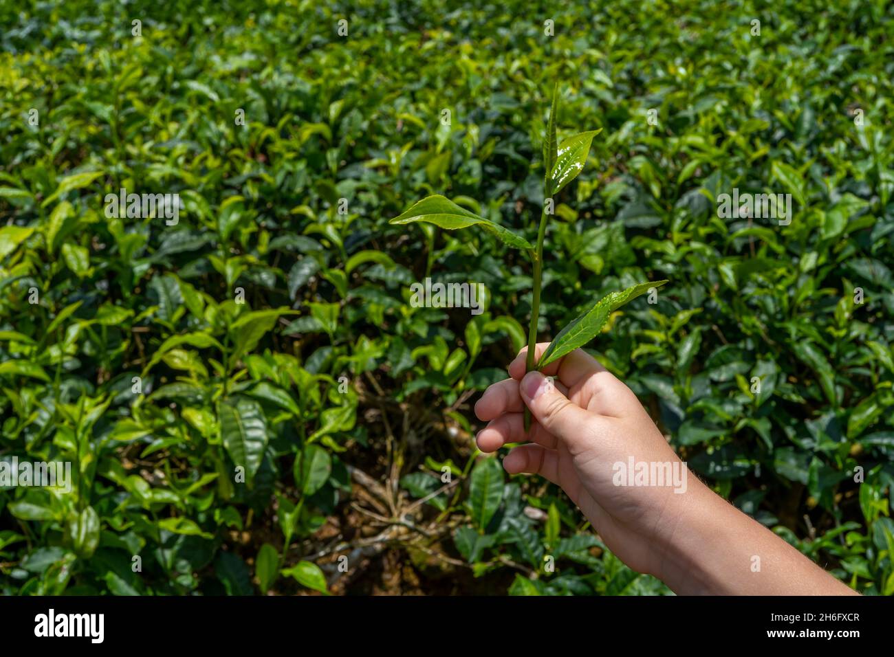 Child's tourist hand hold tea sprout against background of plantation field. Watching the best kind of tea for importations. Close up of fresh green leaves. High quality photo Stock Photo