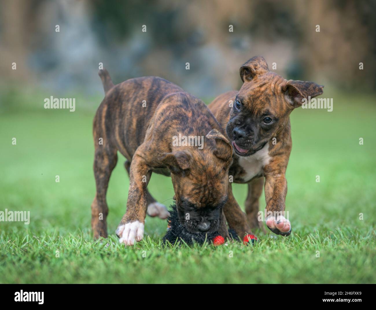 Tow nine week old brindle Boxer puppies romp and play on grass lawn Stock Photo