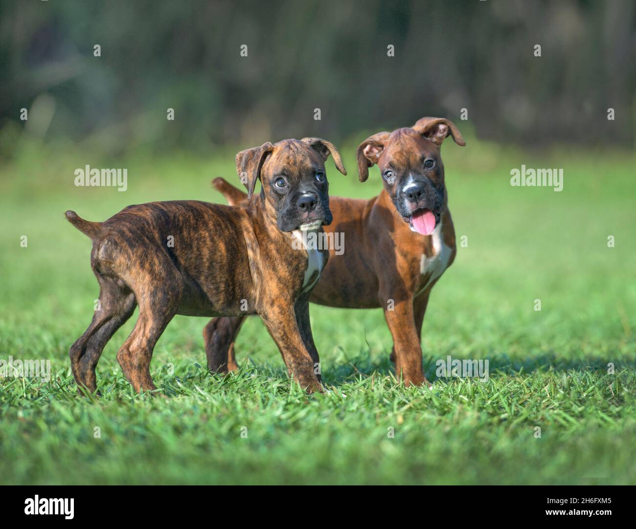 Two nine week old brindle Boxer dog puppies play on grass lawn Stock Photo