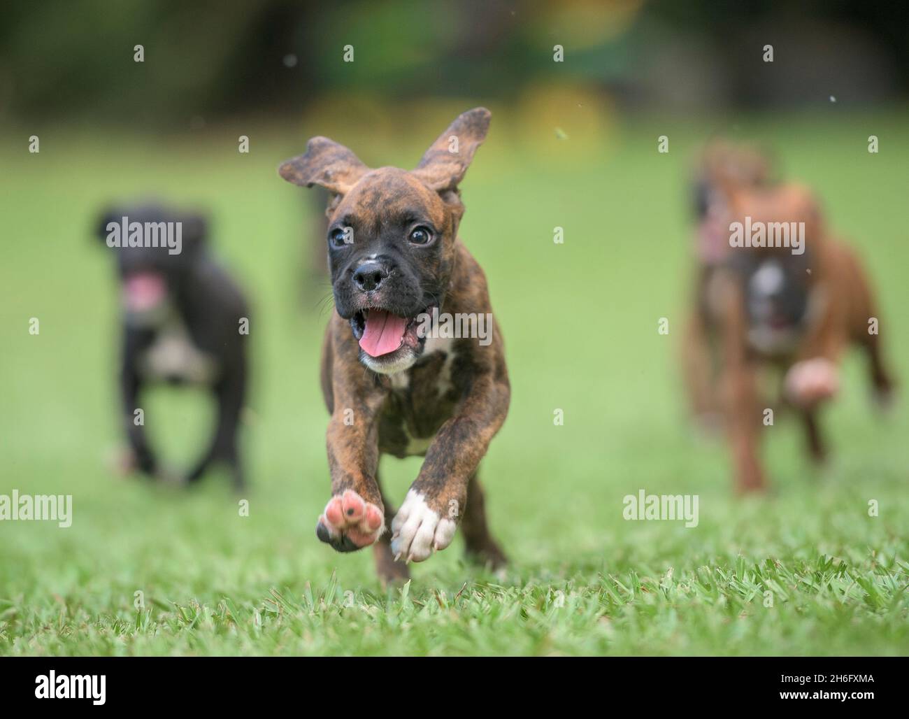 Group of nine week old Boxer dog puppies romp and run toward us on